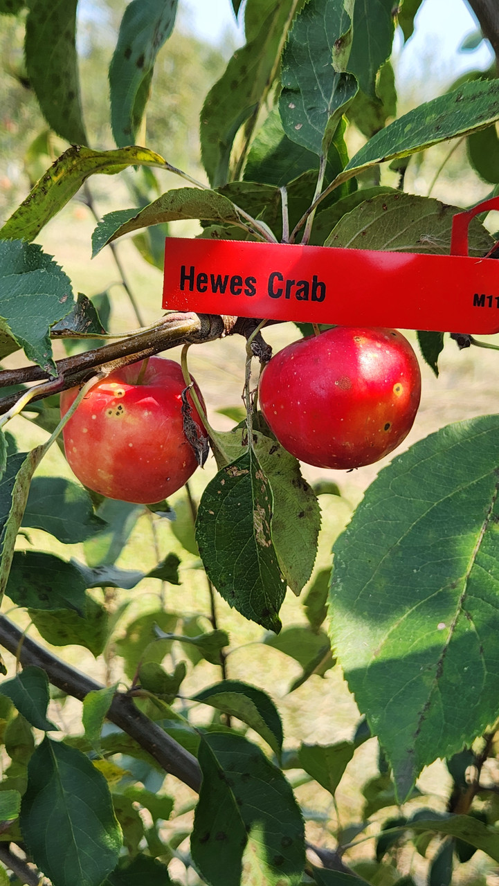 Hewes Crab Scionwood